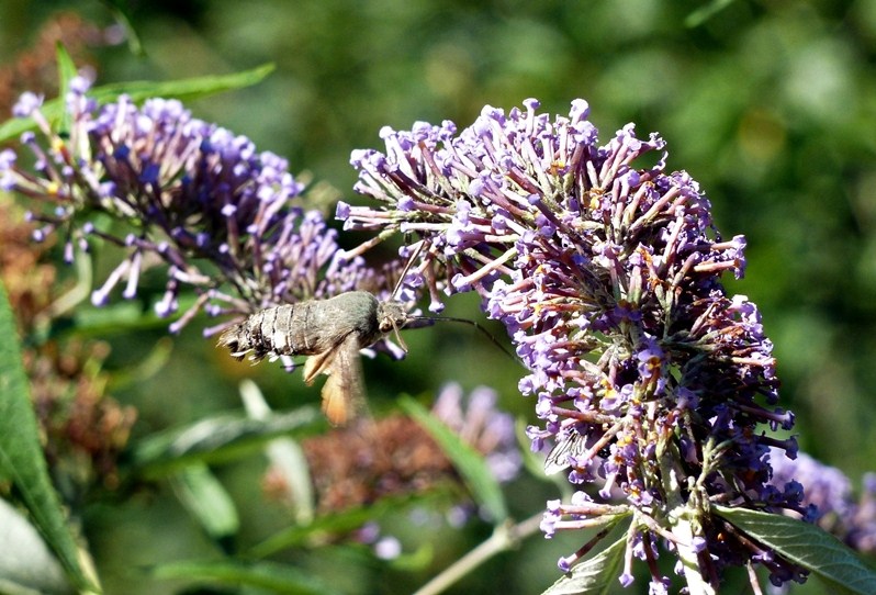 Macroglossum stellatarum